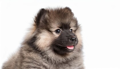 Obraz premium 笑顔のキースホンドの子犬のポートレート（Portrait of a smiling Keeshond puppy on white background） 