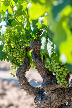Grapevines with plentiful clusters of green grapes, their textured and gnarled woody stems showcased, representing the resilience and vitality of vineyard plants in Penedes wine and cava region