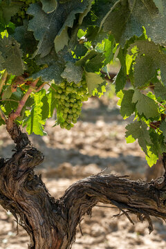 A vineyard scene with a solid, thick vine trunk leading up to green grape clusters bathed in sunlight, showcasing the strength and productivity of the grapevines in Penedes wine and cava region