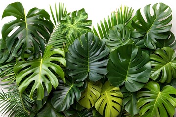 Fototapeta premium Tropical Greenery Background: Lush Monstera and Palm Leaves for Natural Decor and Design Projects