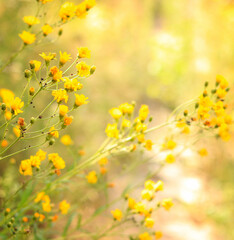 yellow flowers in summer