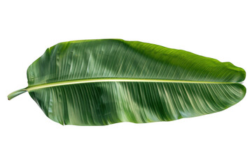 Large Green Banana Leaf