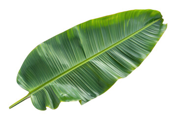 Large Green Banana Leaf