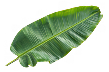 Large Green Banana Leaf