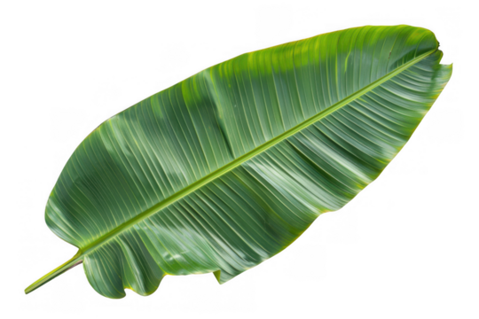 Large Green Banana Leaf