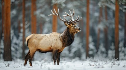 Obraz premium A deer stands in the snow with its antlers raised
