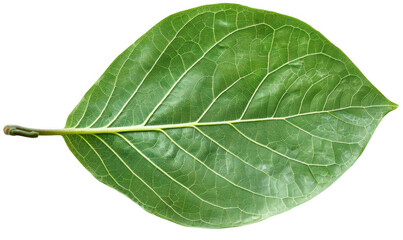 Obraz premium Single Large Green Leaf