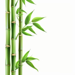 Bamboo, green bamboo shoots and leaves on a white isolated background vector illustration.