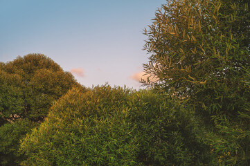 Vibrant sunset sky with lush green trees creates a serene landscape