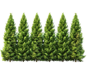 Row of Tall Evergreen Trees