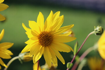 Sweden. Helianthus pauciflorus, called the stiff sunflower, is a North American plant species in the family Asteraceae. 