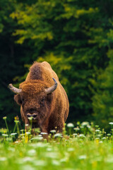european bison in the field © Bence