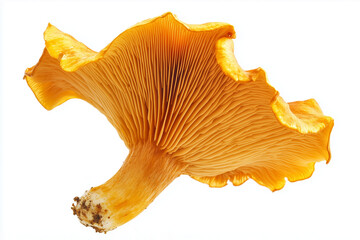 Fototapeta premium Golden Chanterelle Mushroom Close-Up on White Background with Copy Space