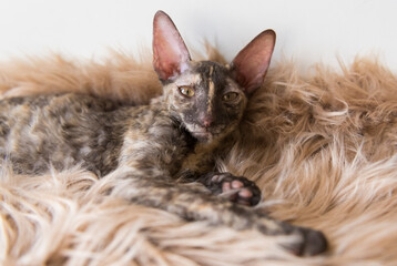 Liegende junge Cornish Rex Katze 