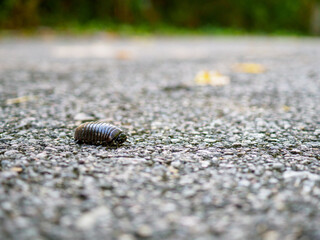 Pill millipede millipedes for Indra, an avid forest cleaner