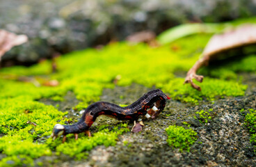 Caterpillars crawl on stones and moss.