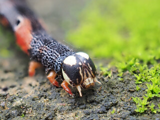 Caterpillars crawl on stones and moss.