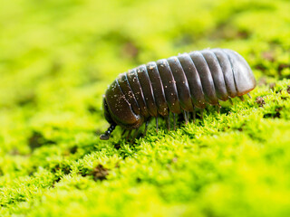 Pill millipede millipedes for Indra, an avid forest cleaner