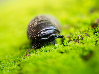 Pill millipede millipedes for Indra, an avid forest cleaner
