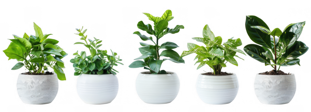 Lush Indoor Plants in White Pots