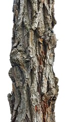Naklejka premium Tree Trunk Isolated On White Background. Generative Ai