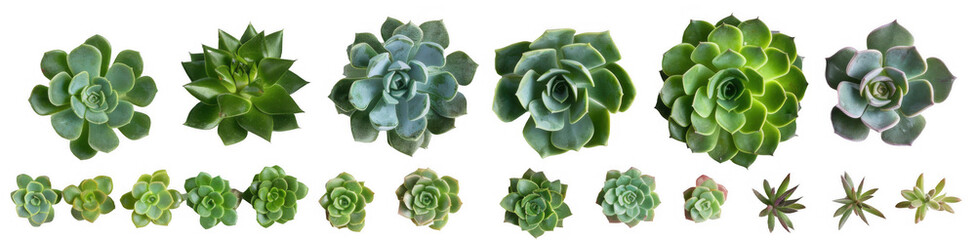 Obraz premium Variety of Succulents Top View