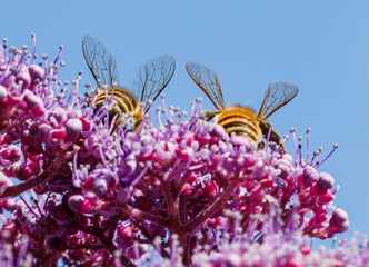 two bees show their bum while they work
