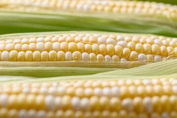 Fresh sweet corn (bicolor) texture background, Close up