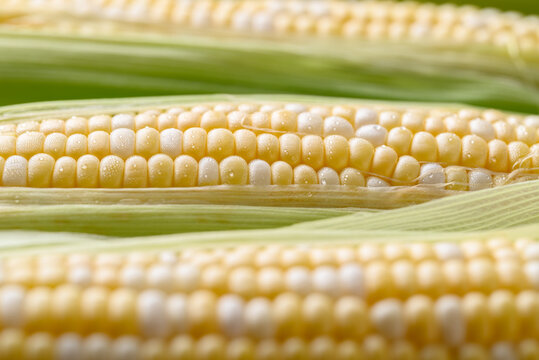 Fresh sweet corn (bicolor) texture background, Close up