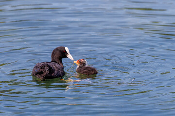 Coot feeding her young