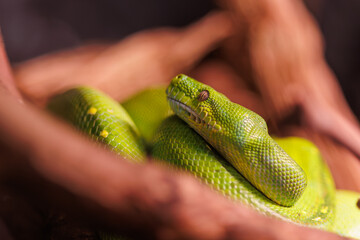 Opheodrys vernalis snake.