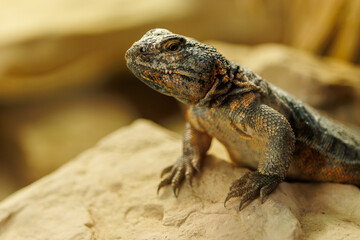Uromastyx ocellata