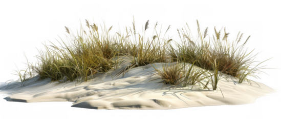 Coastal Sand Dune with Tall Grasses
