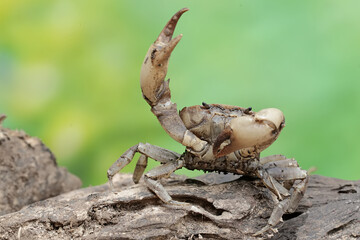 A field crab shows an expression ready to attack. This animal has the scientific name Parathelphusa convexa. 