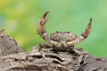 A field crab shows an expression ready to attack. This animal has the scientific name Parathelphusa convexa. 