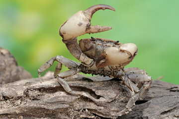 A field crab shows an expression ready to attack. This animal has the scientific name Parathelphusa...