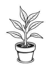 Plant Drawing Vector