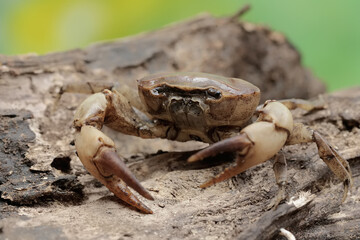 A field crab shows an expression ready to attack. This animal has the scientific name Parathelphusa convexa. 
