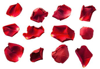 Scattered Red Rose Petals