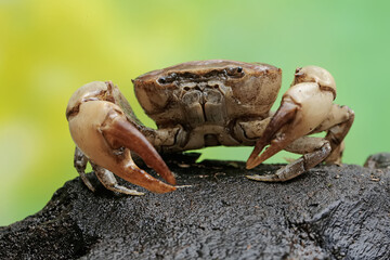 A field crab shows an expression ready to attack. This animal has the scientific name Parathelphusa convexa. 
