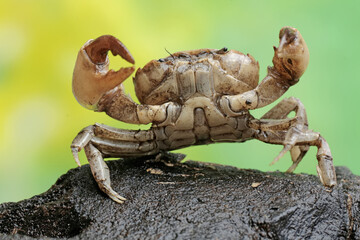 A field crab shows an expression ready to attack. This animal has the scientific name Parathelphusa convexa. 