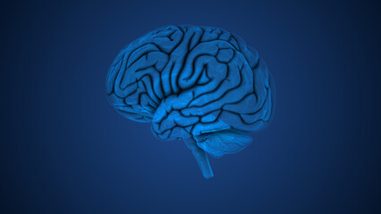 Anatomical structure of the human brain
