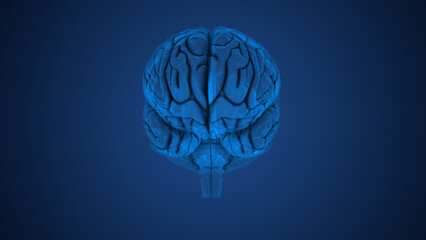 Anatomical structure of the human brain