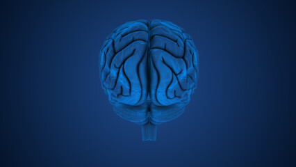 Anatomical structure of the human brain