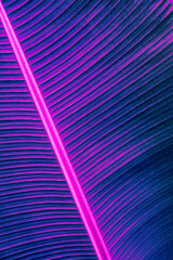 Obraz premium Abstract background, banana leaf texture, neon glow color toned