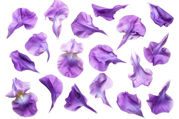 Scattered Purple Iris Petals