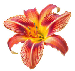 Fototapeta premium Vibrant Red and Yellow Daylily