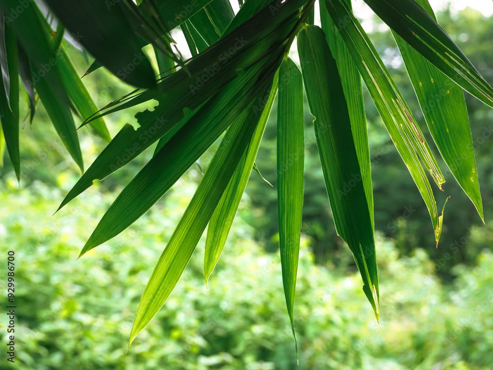 Wall mural green bamboo leaves in shady garden for rainy season nature background