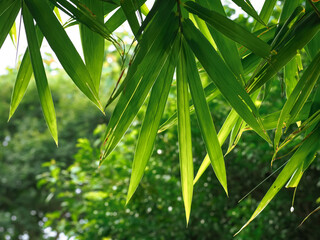 Green bamboo leaves in shady garden for rainy season nature background