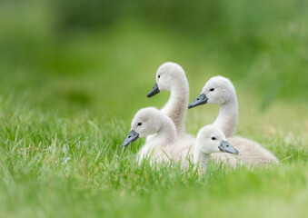Cygnets doing their best impression of a boy band.